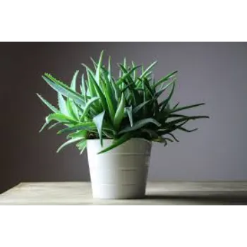 Perfect Aloe Vera Plants
